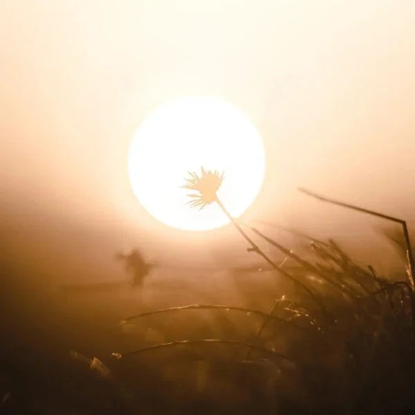 Sonne über Feld