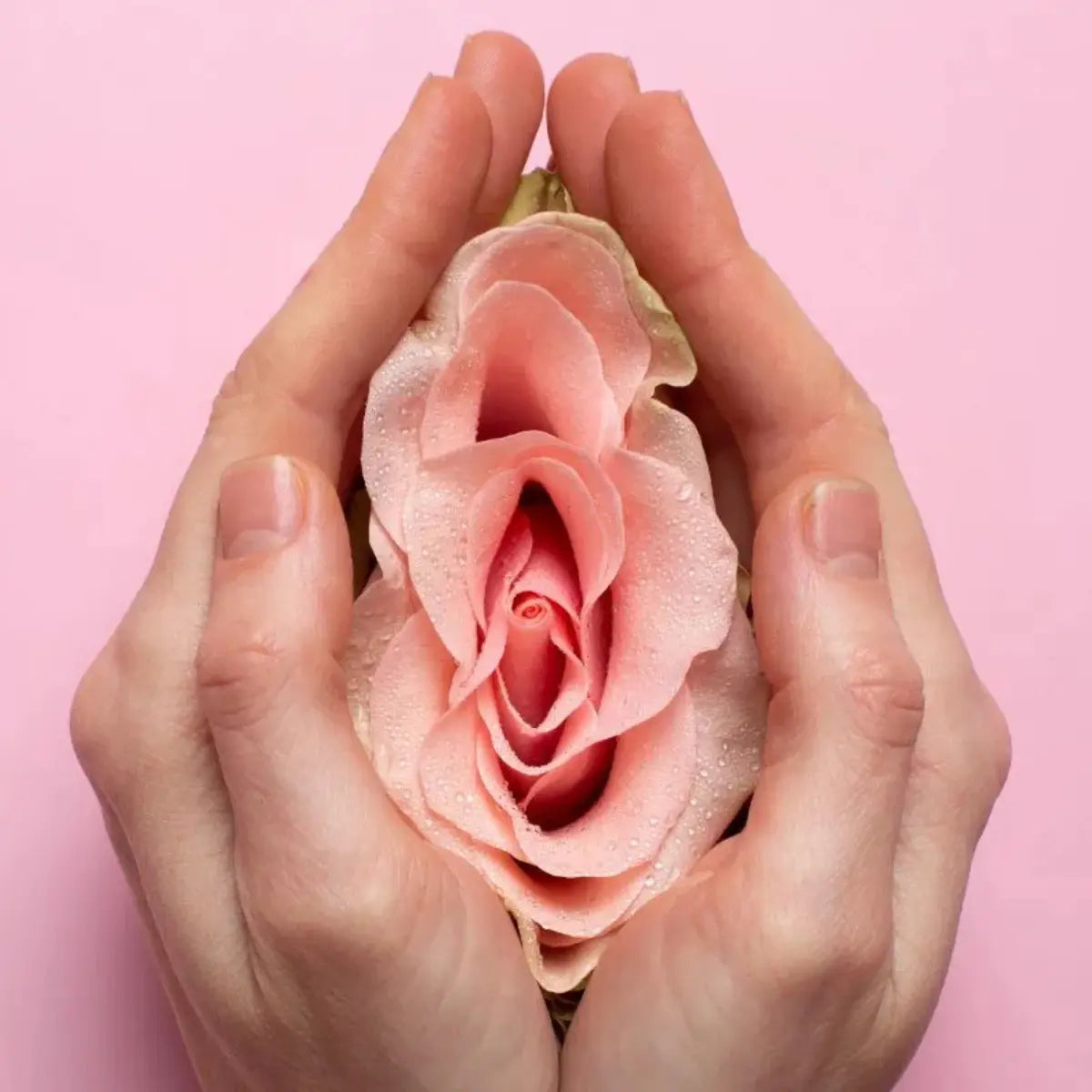 Scheide Vulva, Vagina