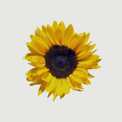 Sonnenblumenöl
